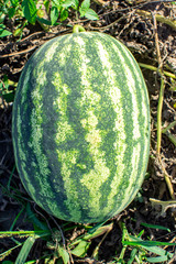watermelon in the garden