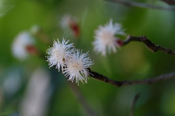 Photo of Clove tree flowerbuds
