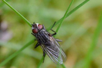 Fly macro close-up, insect photography