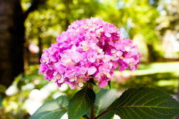 Obraz premium Pink hydrangea flowers in a colourful bright background
