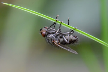 Fly macro close-up, insect photography
