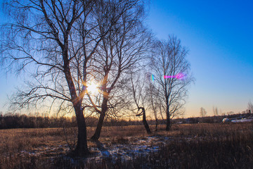 winter landscape with trees
