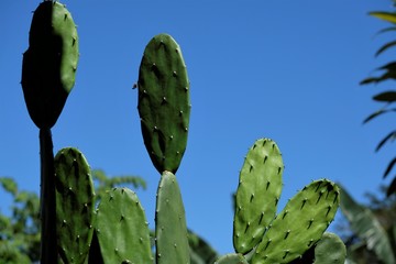 Cactuses, or less commonly cactus plant, is a member of the plant family Cactaceae