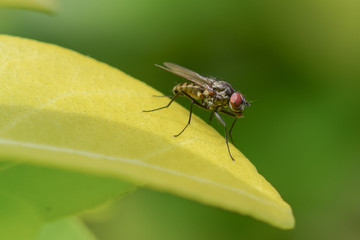 Fly insect macro photography