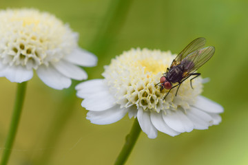 Fly insect macro photography