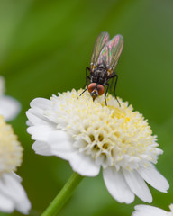 Fly insect macro photography