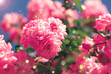 Flower bush on blue sky
 
