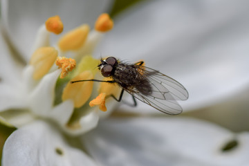 Fly insect macro photography