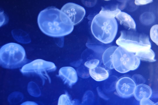 meduse