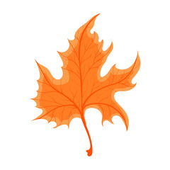 Beautiful colourful autumn leaf or fall foliage icon. Vector stock illustration isolated on white background. 