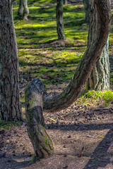 The Curonian Spit Dancing forest