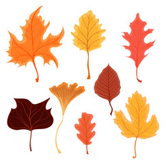 Set of beautiful colourful autumn leaves or fall foliage icons. Vector stock illustration isolated on white background. Botanical forest plants for seasonal holiday greeting card design etc.