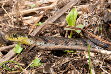 Yamakagashi is a venomous colubrid snake found in East and Southeast Asia. Photo was taken in Ishikawa Japan.