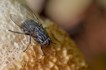 Fly insect macro photography