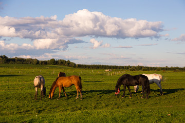 Obraz premium Group of horses with different coat colours standing grazing in a large field during a golden hour summer evening, St-Augustin-de-Desmaures, Quebec, Canada