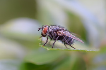 Fly insect macro photography