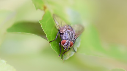 Fly insect macro photography