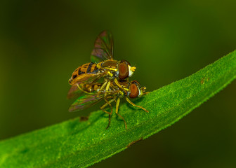Mating Calligrapher Flies