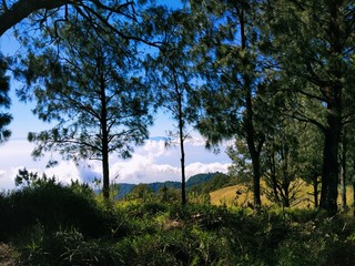 sunset in the forest