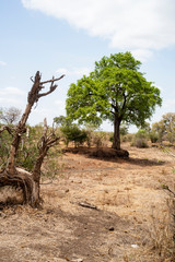 Parc national Kruger, Afrique du Sud