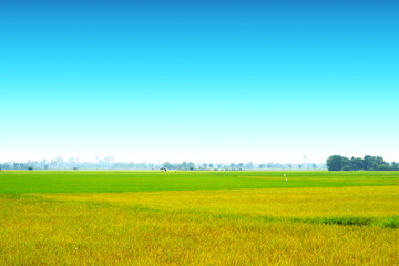 agriculture jasmine rice farm and soft fog in morning blue sky white cloud