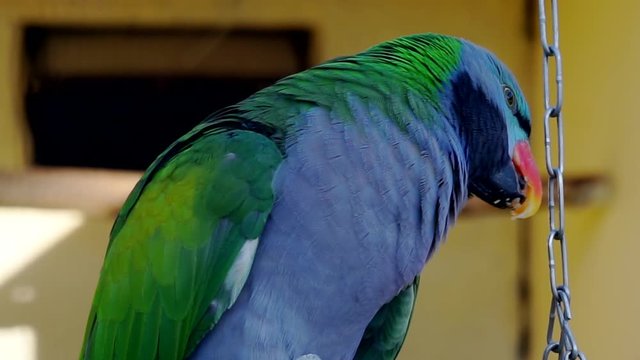portrait of a colorful exotic parrot sitting on a branch