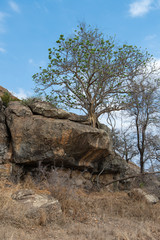 Rochers , Parc national Kruger, Afrique du Sud
