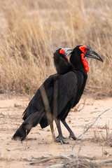 Bucorve du Sud, Grand calao terrestre, Bucorvus leadbeateri, Southern Ground Hornbill