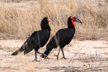 Bucorve du Sud, Grand calao terrestre, Bucorvus leadbeateri, Southern Ground Hornbill