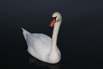Schwan