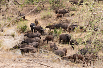 Buffle d'Afrique, Syncerus caffer, Parc national Kruger, Afrique du Sud