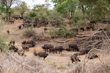 Buffle d'Afrique, Syncerus caffer, Parc national Kruger, Afrique du Sud