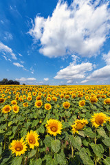 Beautiful day over sunflowers field