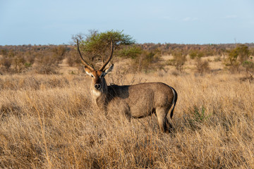 Cobe à croissant , Waterbuck,  Kobus ellipsiprymnus, Parc national du Pilanesberg, Afrique du Sud