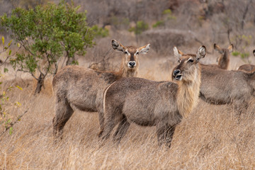 Cobe à croissant , Waterbuck,  Kobus ellipsiprymnus, Parc national du Pilanesberg, Afrique du Sud