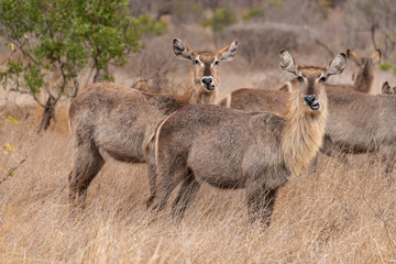 Cobe à croissant , Waterbuck,  Kobus ellipsiprymnus, Parc national du Pilanesberg, Afrique du Sud