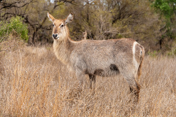 Cobe à croissant , Waterbuck,  Kobus ellipsiprymnus, Parc national du Pilanesberg, Afrique du Sud