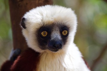 ring tailed lemur portrait, Madagascar 