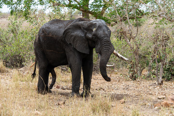 Fototapeta na wymiar Éléphant d'Afrique, jeune, Loxodonta africana, Parc national Kruger, Afrique du Sud