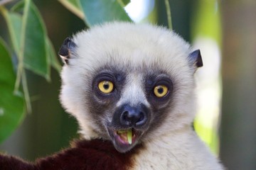 Wild lemur on nature, Madagascar