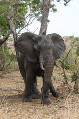 Fototapeta premium Éléphant d'Afrique, jeune, Loxodonta africana, Parc national Kruger, Afrique du Sud