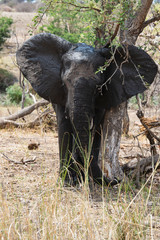 Fototapeta premium Éléphant d'Afrique, jeune, Loxodonta africana, Parc national Kruger, Afrique du Sud