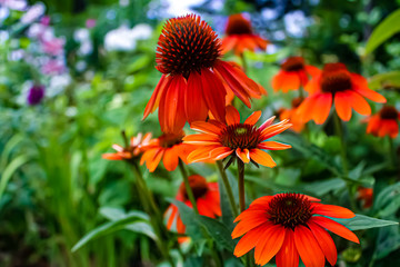 Scarlet healthy flowers blooming in a green garden 