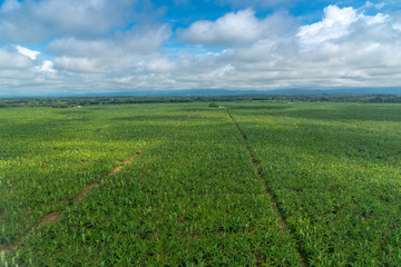 Fototapeta na wymiar Aerial view of banana plantation. Colombia.