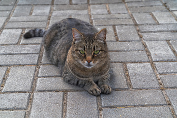 Beautiful short hair cat lying on ground outdoor.