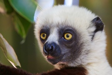 ring tailed lemur portrait, Madagascar