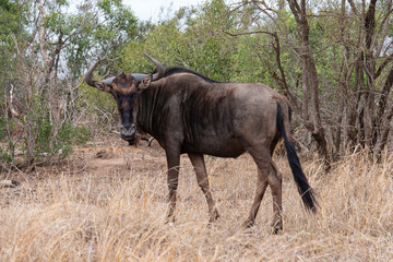 Gnou &agrave; queue noire, Connochaetes taurinus, Parc national Kruger, Afrique du Sud