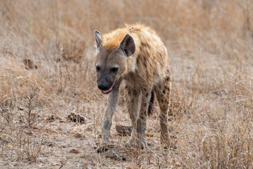 Hyène tachetée, jeune, Crocuta crocuta, Afrique du Sud