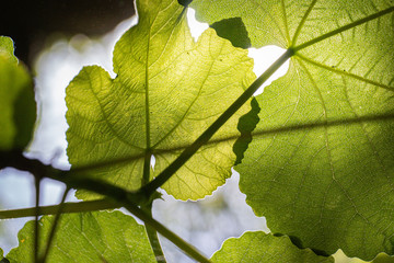 green leaf with blue sky