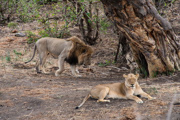 lion, mâle, femelle, Panthera leo, Afrique